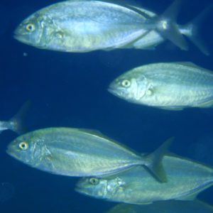 black rock diving spot 01