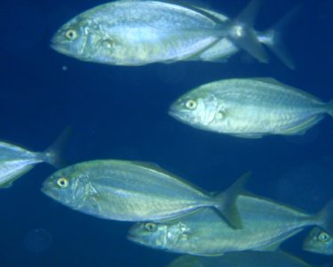 black rock diving spot 01