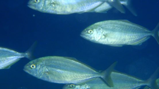 black rock diving spot 01