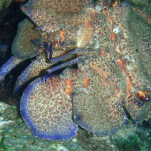 black rock diving spot 04