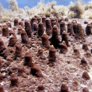 black rock diving spot 05