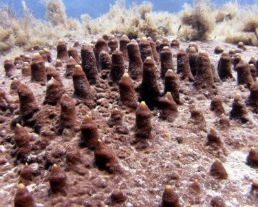 black rock diving spot 05