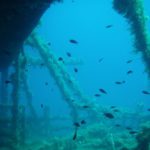 naxos diving bluefin 030