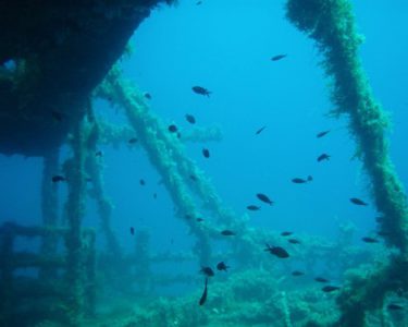 naxos diving bluefin 030
