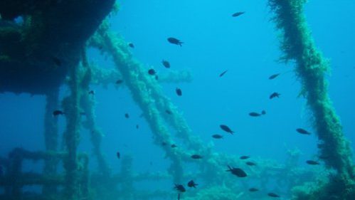 naxos diving bluefin 030