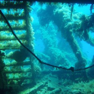 naxos diving bluefin 060