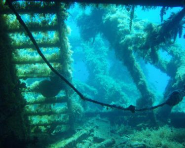 naxos diving bluefin 060