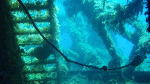 naxos diving bluefin 060