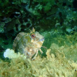 noname diving spot 01