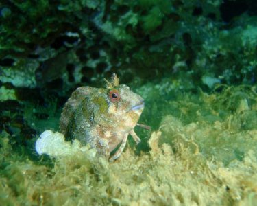 noname diving spot 01