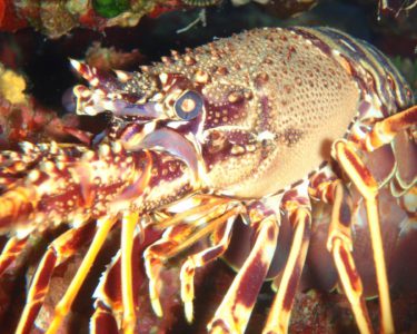 noname diving spot 02