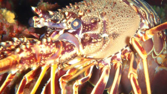 noname diving spot 02