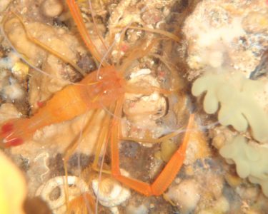 noname diving spot 03