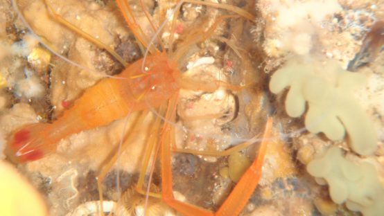 noname diving spot 03