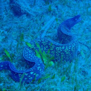 noname diving spot 04