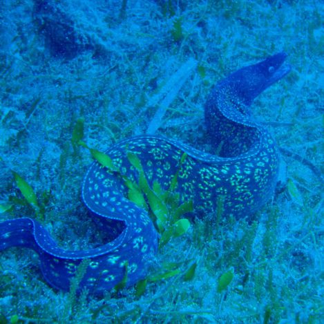 noname diving spot 04