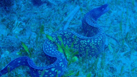 noname diving spot 04