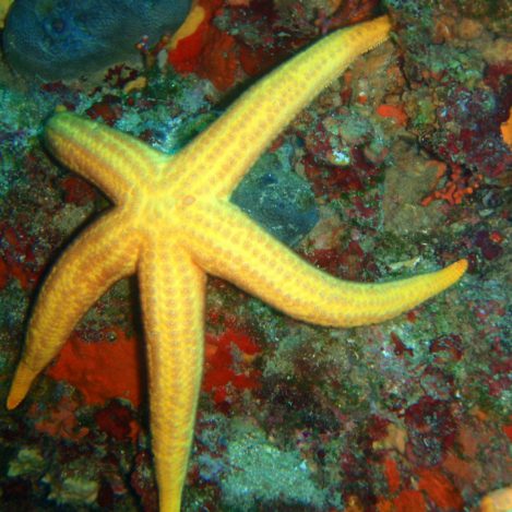 noname diving spot 05