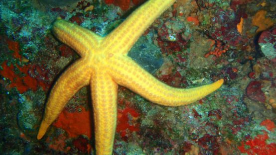 noname diving spot 05