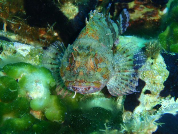 noname diving spot 06