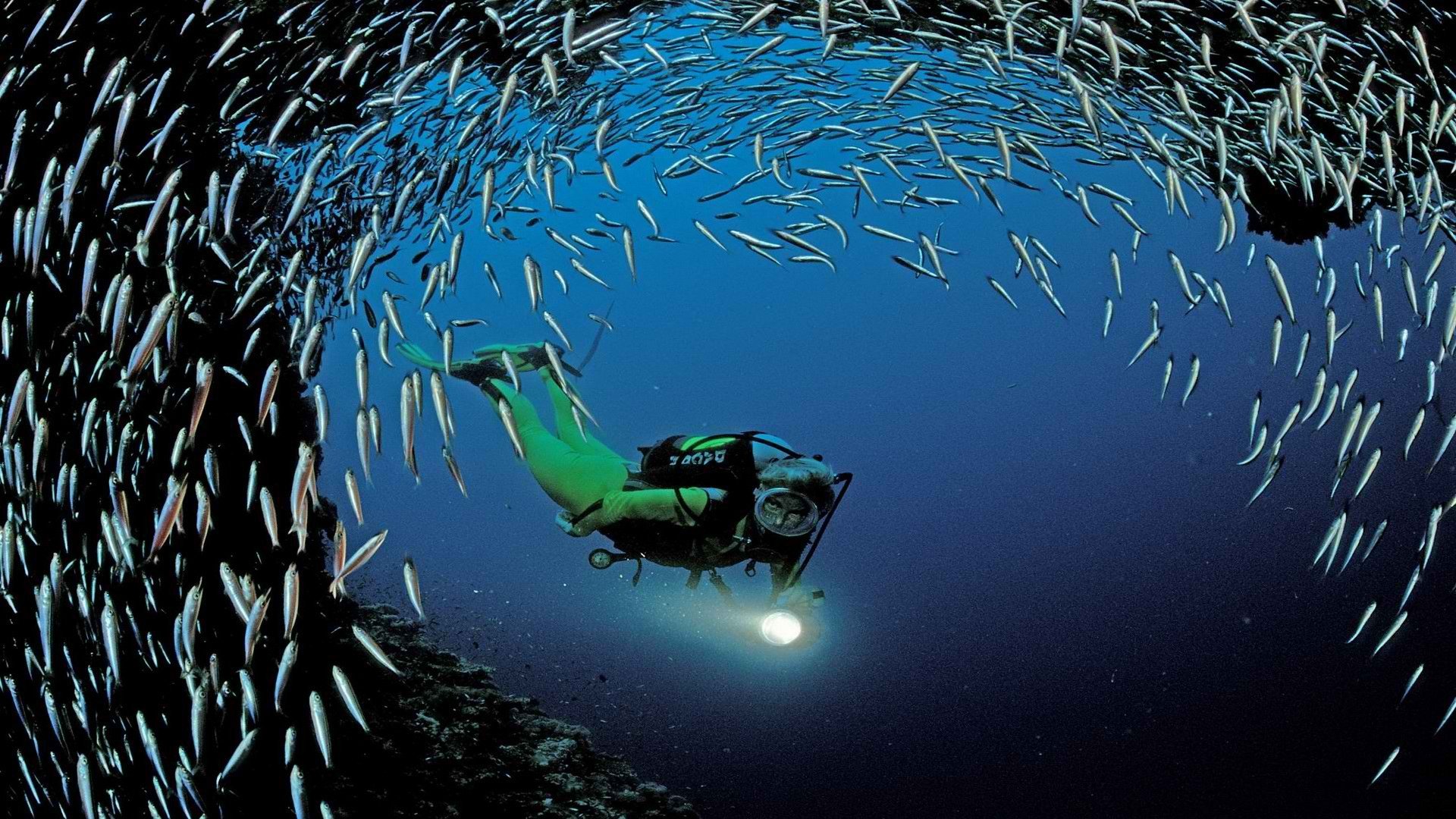 Жизнь морского океана. Рыбы под водой. Рыбки в океане. Стая рыб.