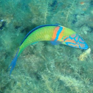 st. nikolas diving spot 04