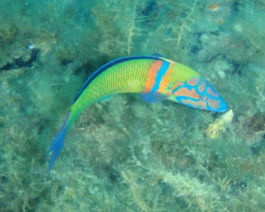 st. nikolas diving spot 04