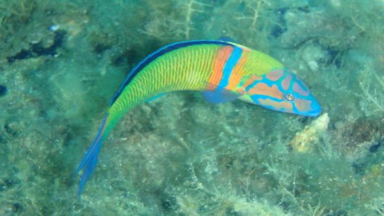 st. nikolas diving spot 04