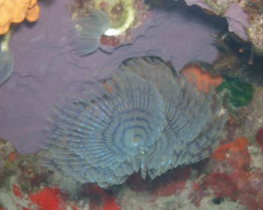 trapezaki diving spot 01