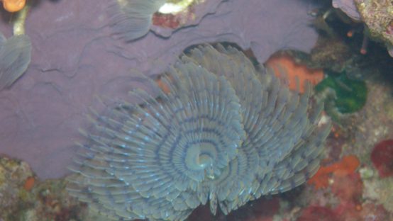 trapezaki diving spot 01