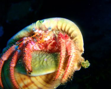 trapezaki diving spot 02