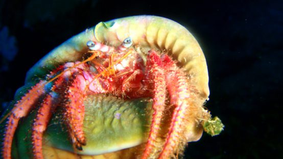 trapezaki diving spot 02