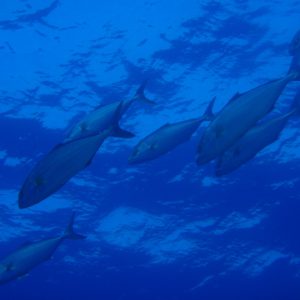 trapezaki diving spot 03