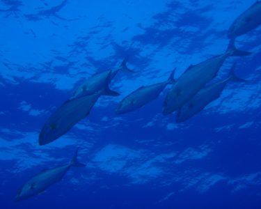 trapezaki diving spot 03