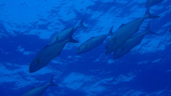 trapezaki diving spot 03