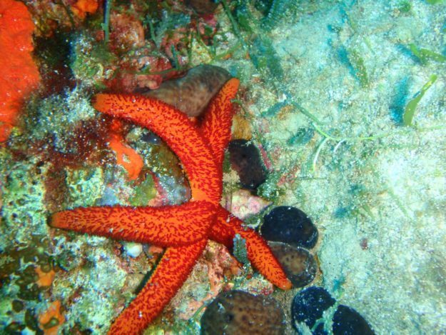 trapezaki diving spot 04