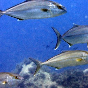 trapezaki diving spot 05