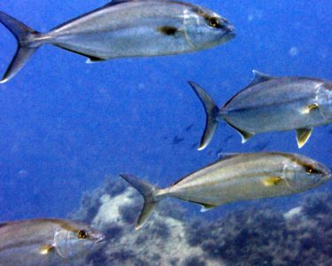 trapezaki diving spot 05