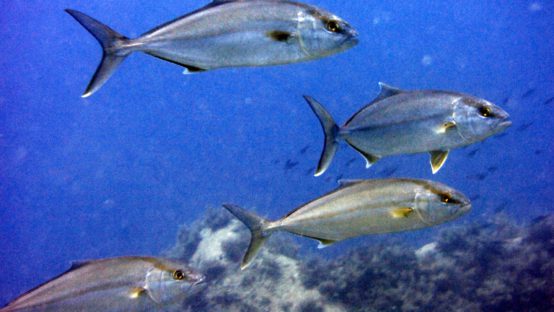 trapezaki diving spot 05