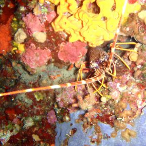 virgin diving spot 01