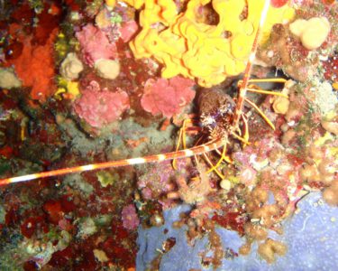 virgin diving spot 01