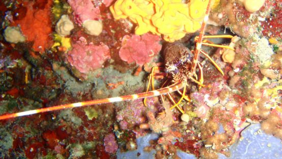 virgin diving spot 01